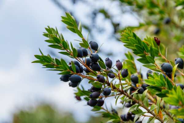  - Essential Oils